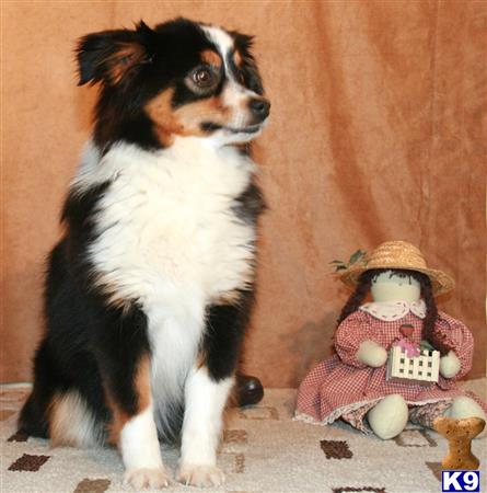 Miniature Australian Shepherd